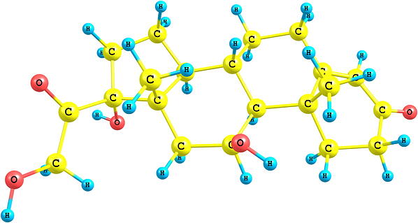 Cortisol_Steroid