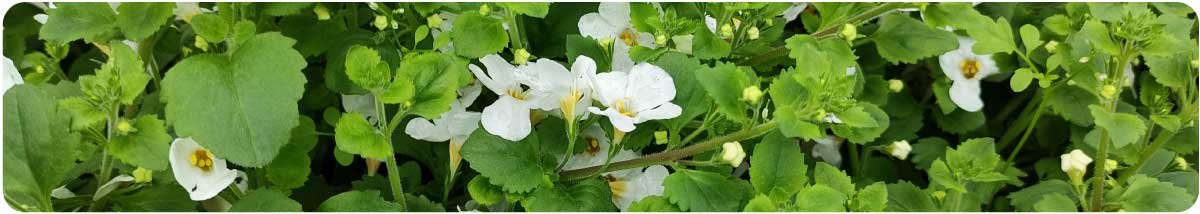 Bacopa