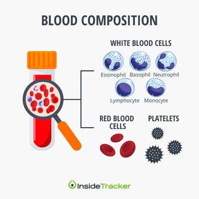 Types of white blood cells