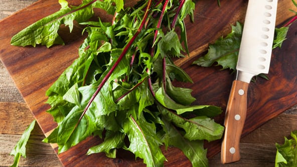 Health benefits of dandelion greens