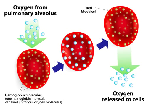 Hemoglobin transports oxygen to cells