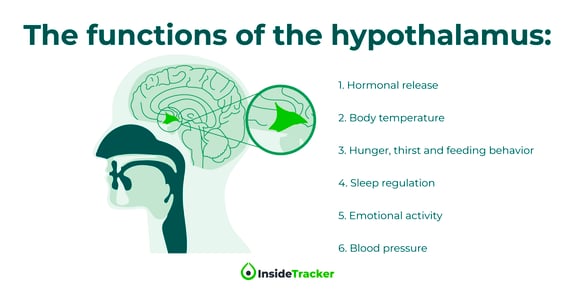 Hypothalamus_FB 1