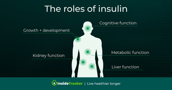 roles of insulin