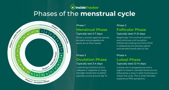 Explanation of the four phases of the menstrual cycle
