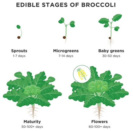 Sulphoranes and broccoli sprouts