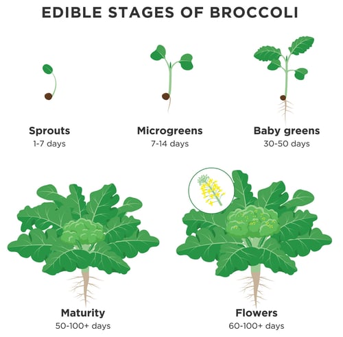 broccoli sprouts