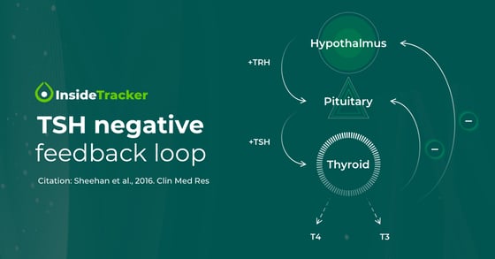 The negative feedback loop of thyroid-stimulating hormone