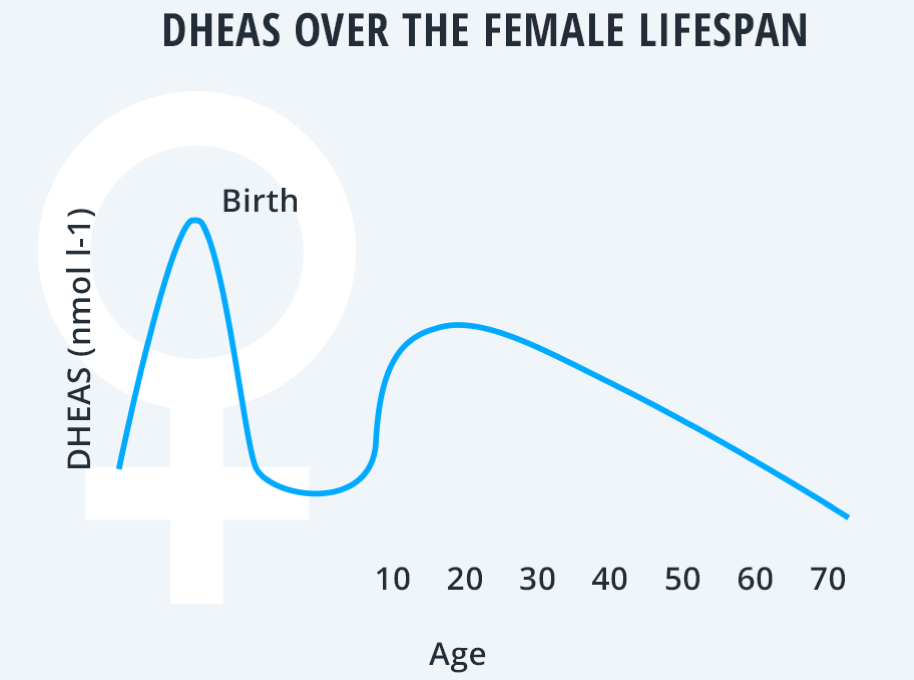 Using DHEAS as a Biomarker of Aging in Women