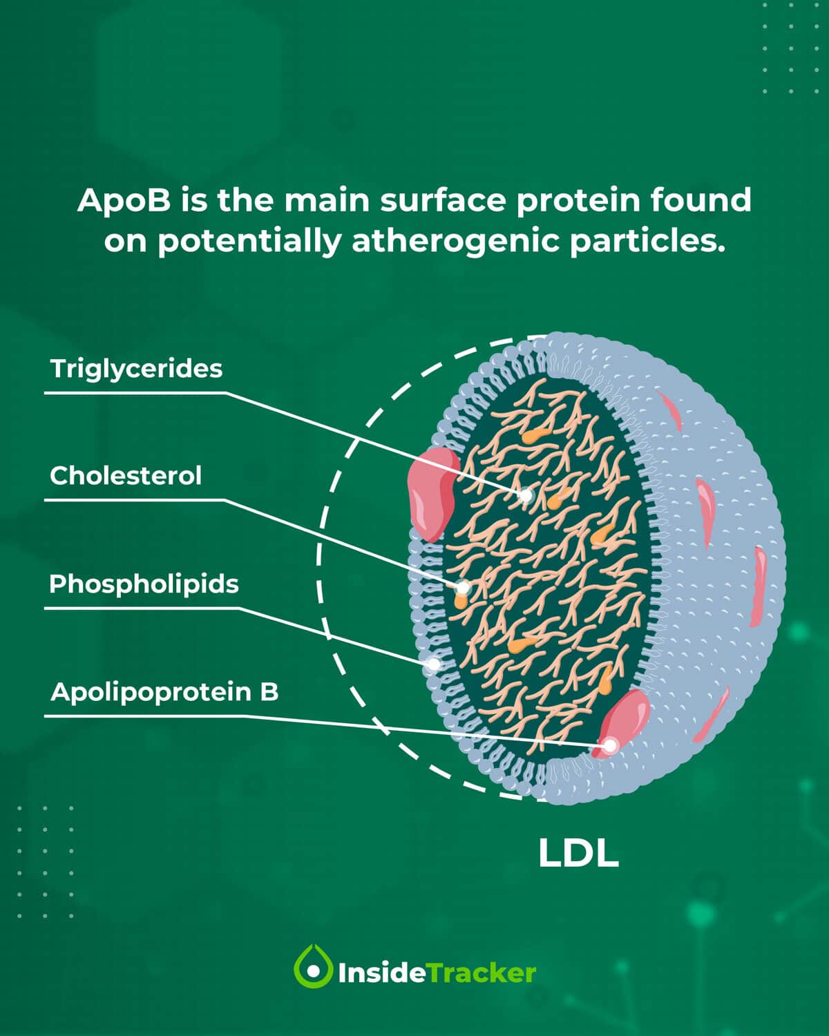 What Is Apolipoprotein B? Here’s What Your ApoB Blood Test Means