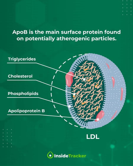 ApoB protein on an LDL particle