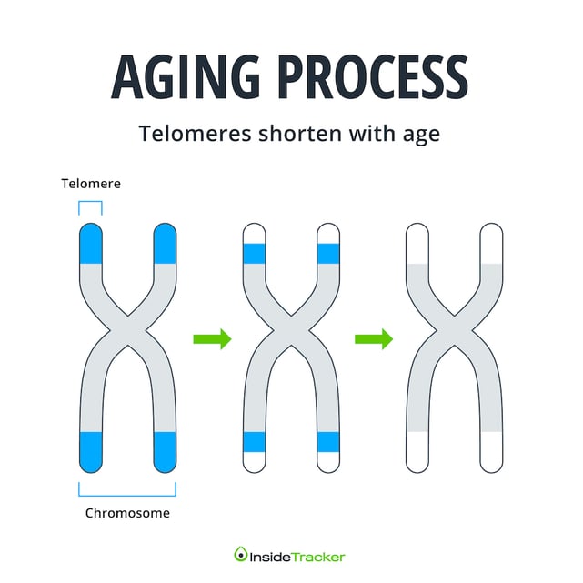5 Strategies to Slow Telomere Shortening Biology Diagrams
