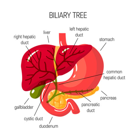 biliary tree gallbladder