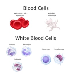 types de cellules sanguines