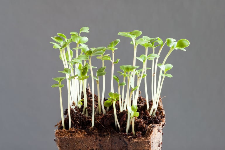 broccoli sprouts sulforaphanes