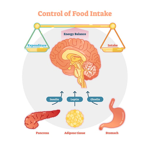 energy expentidure balance hormones hunger