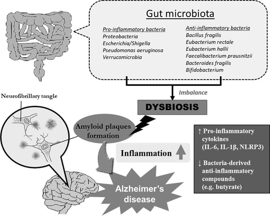 gut health inflammation alzheimers amyloid plaques