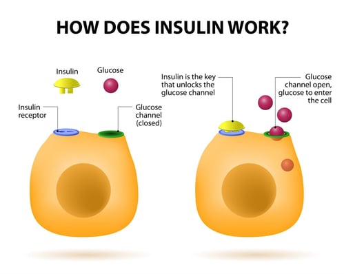 insulin action-1