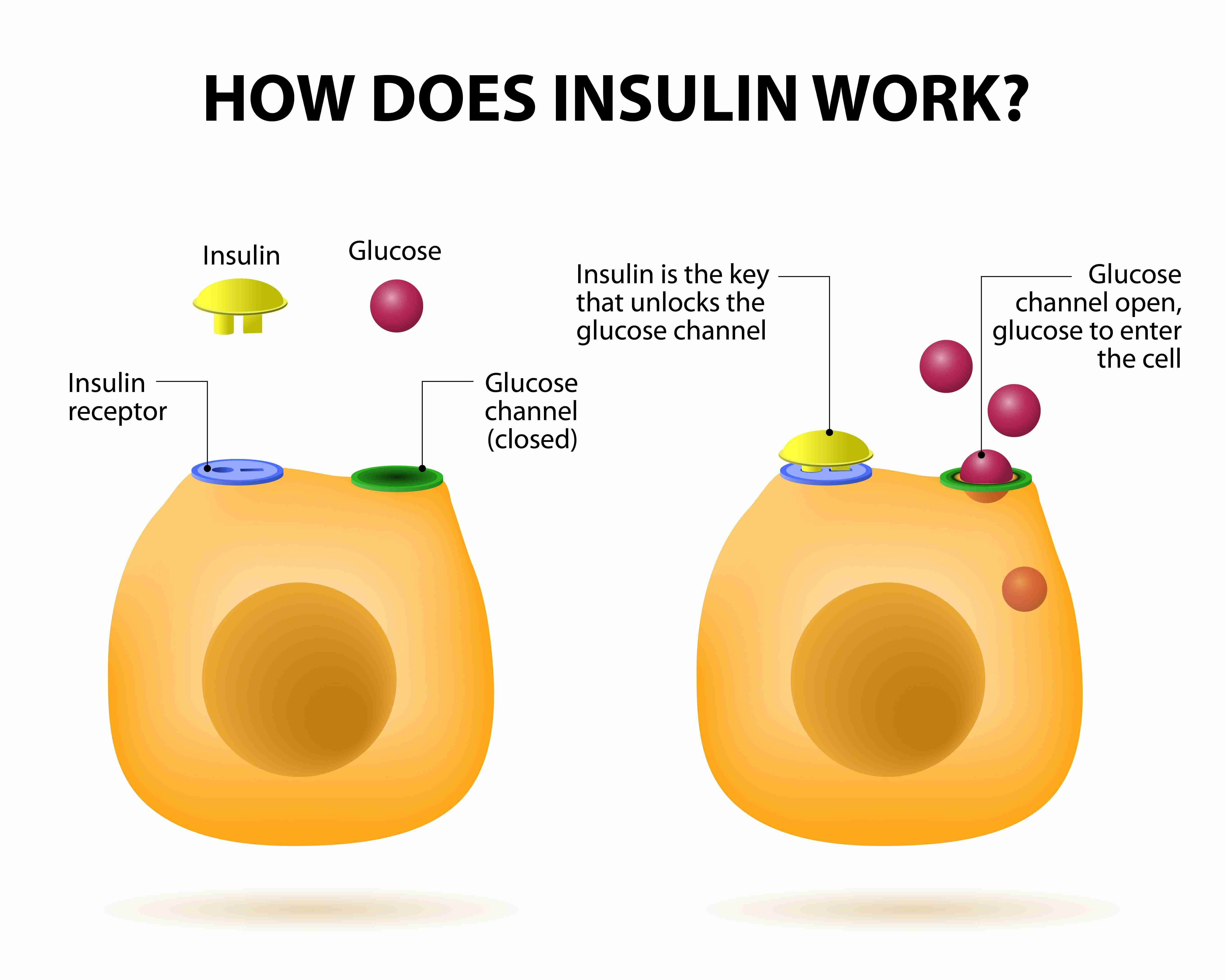 how does insulin work