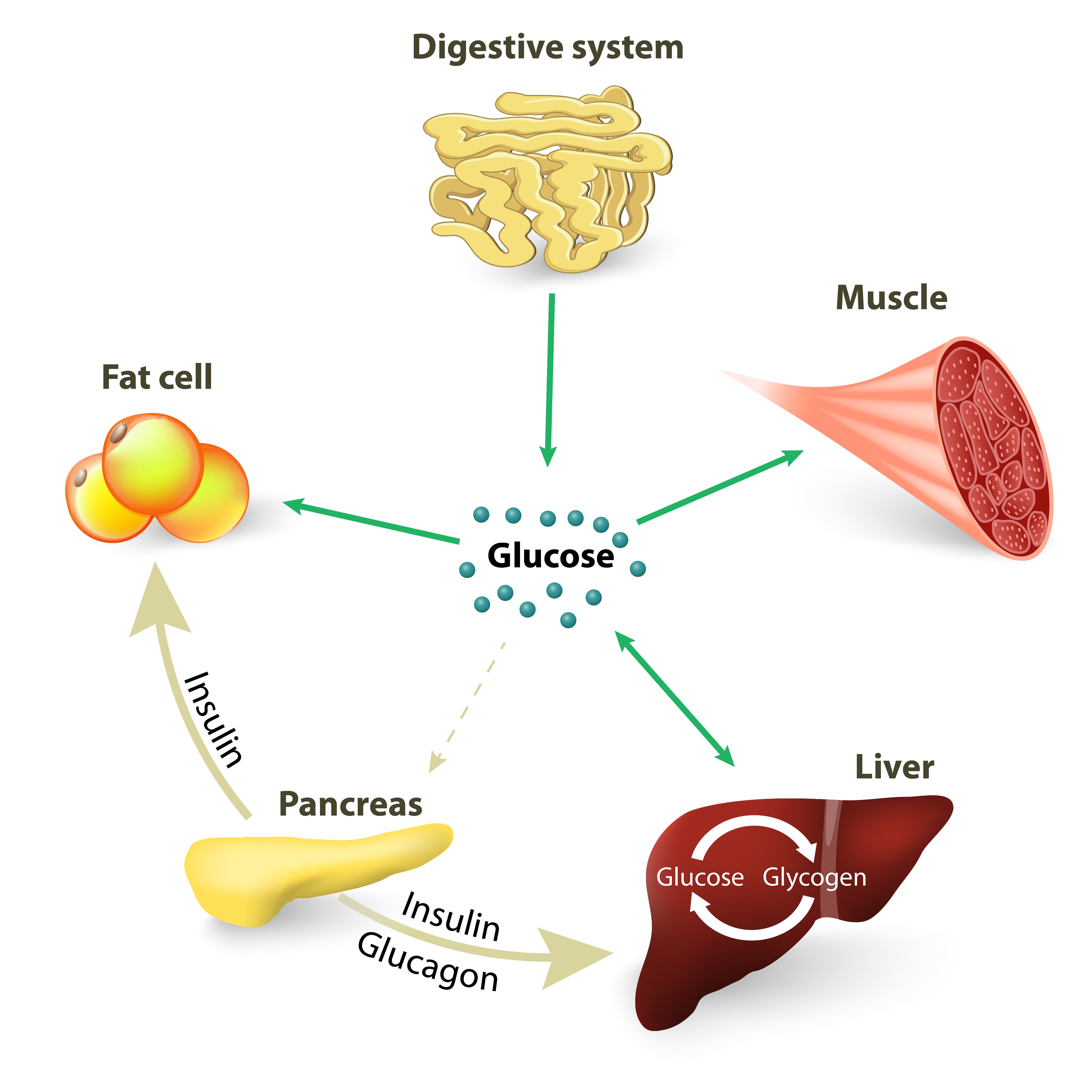 Insulin_and_macros