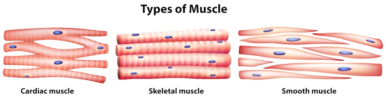 MUSCLE_CARDIAC_SMOOTH