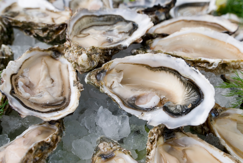 Oysters