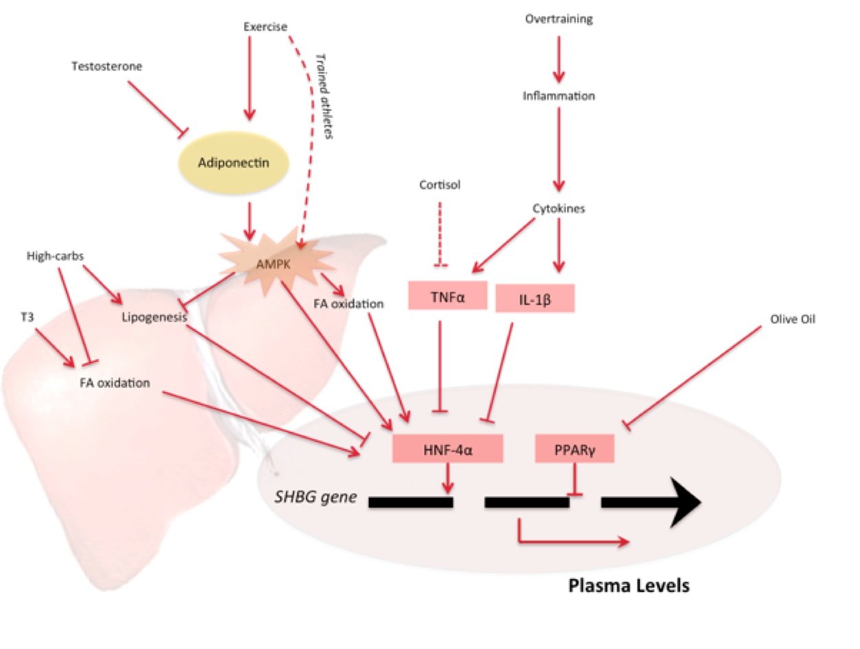 Sex Hormone Binding Globulin New Science Questions Old Beliefs 8031