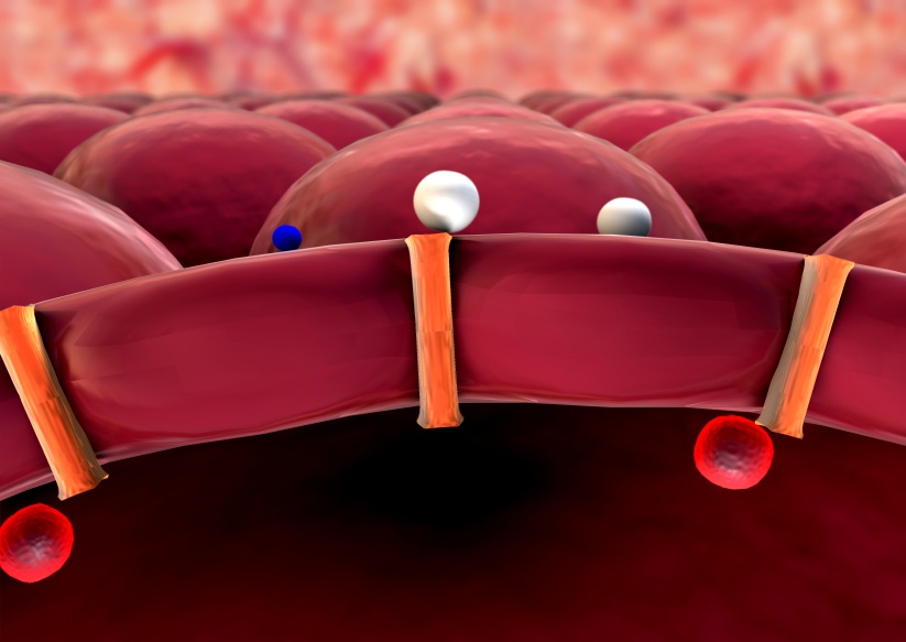 SHBG receptor hormones